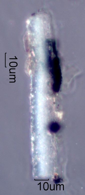 Thermally Modified Silica Phytolith