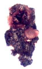 Rusting Iron Fragment