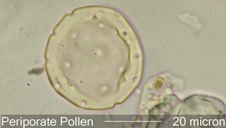 Periporate Pollen