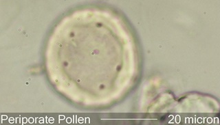 Periporate Pollen