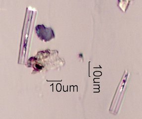 Sponge Spicule
