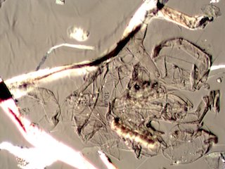 Mite
