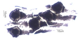 Pyrolyzed Silica Phytolith