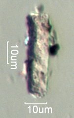 Pyrolyzed Silica Phytolith