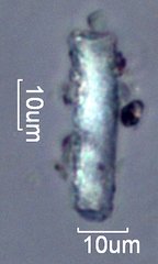 Pyrolyzed Silica Phytolith