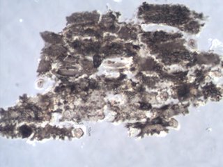 Pyrolyzed Silica Phytolith