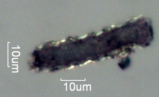 Pyrolyzed Silica Phytolith