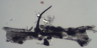 Pyrolyzed Silica Phytolith