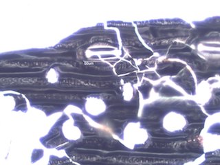Pyrolyzed Silica Phytolith