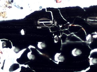 Pyrolyzed Silica Phytolith