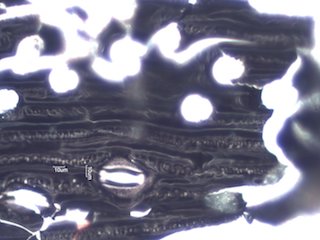 Pyrolyzed Silica Phytolith