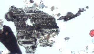 Pyrolyzed Silica Phytolith