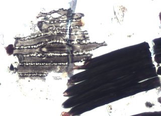 Pyrolyzed Silica Phytolith