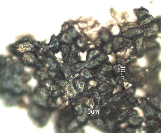 Saddle Ridge Fire Particles