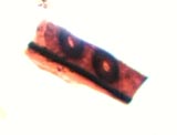 400X Cell 2 zoom