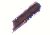 400X Multicell 6 zoom