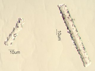 Phytolith