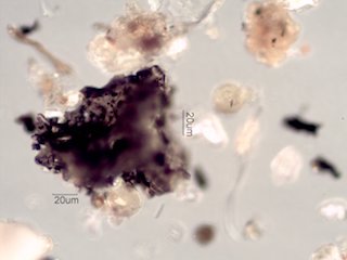 Coal Dust