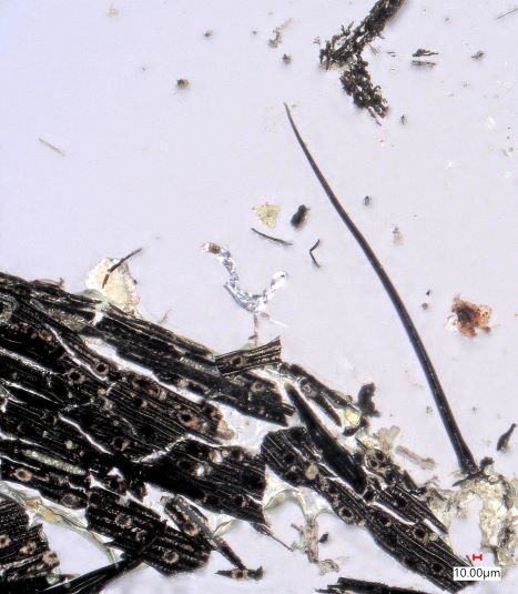Charred Grass
