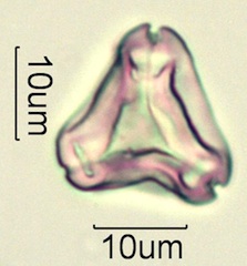 Pollen from Honeybee Frass