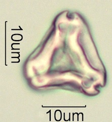 Pollen from Honeybee Frass