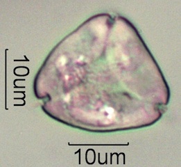 Pollen from Honeybee Frass