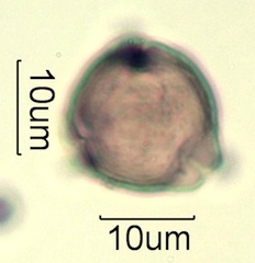 Pollen from Honeybee Frass