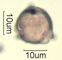Pollen from Honeybee Frass