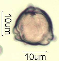 Pollen from Honeybee Frass