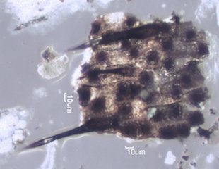Woolsey Fire Particles