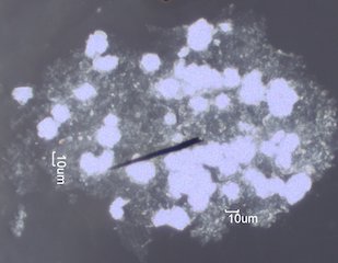 Woolsey Fire Particles