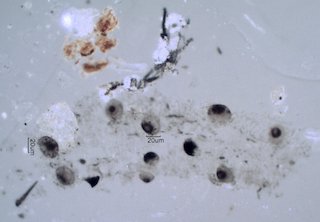 Woolsey Fire Particles