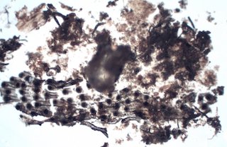 Woolsey Fire Particles