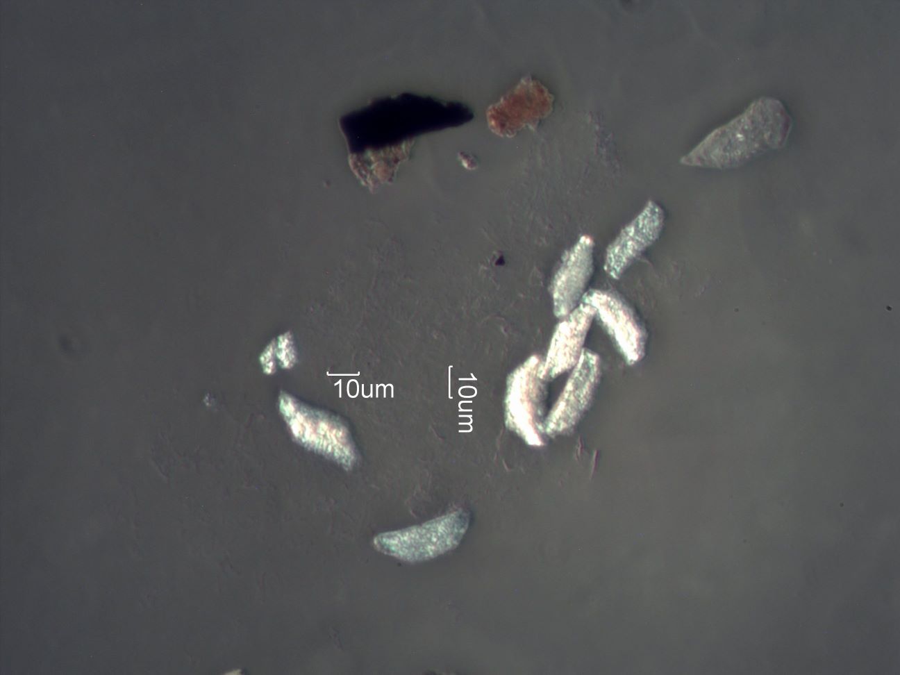 Eucalyptus Phytoliths