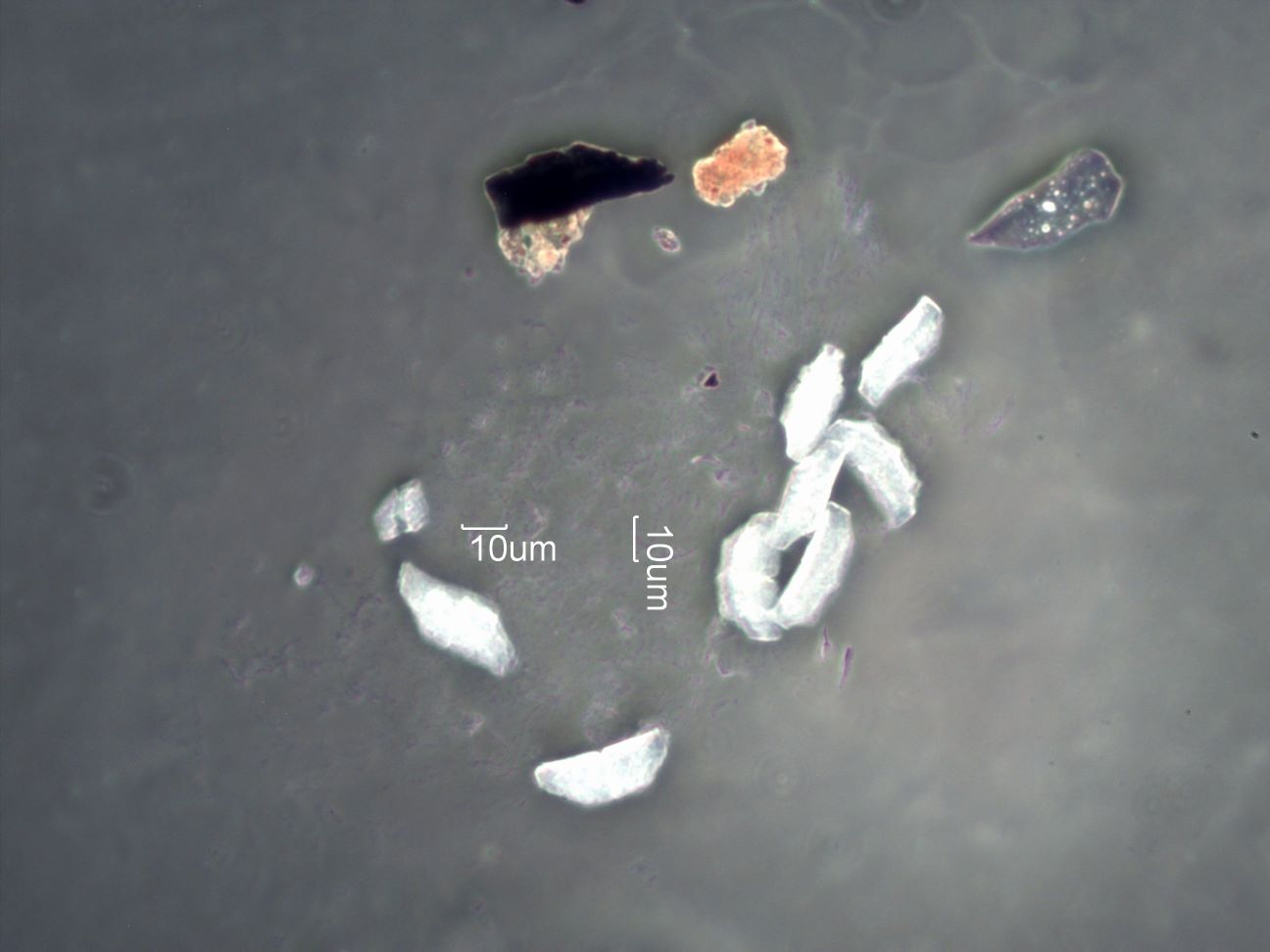 Eucalyptus Phytoliths