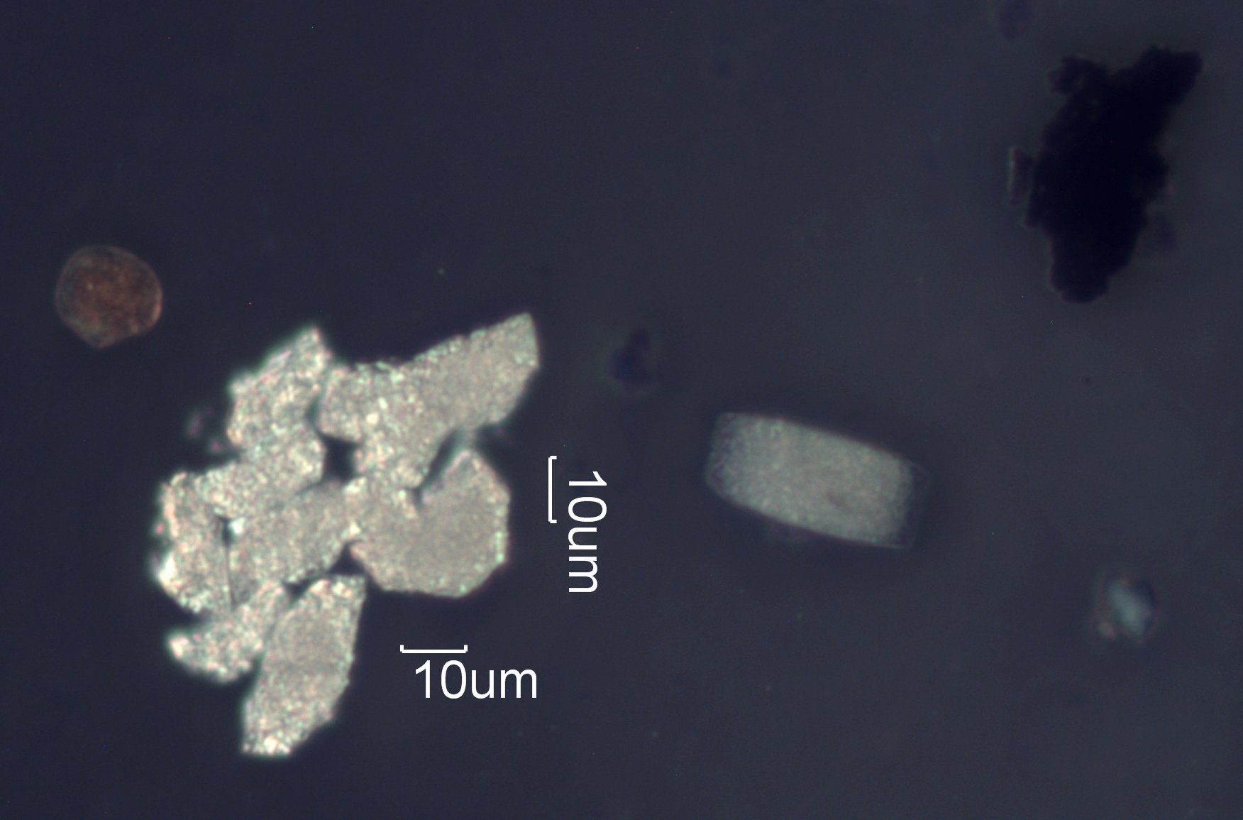 Eucalyptus Phytoliths