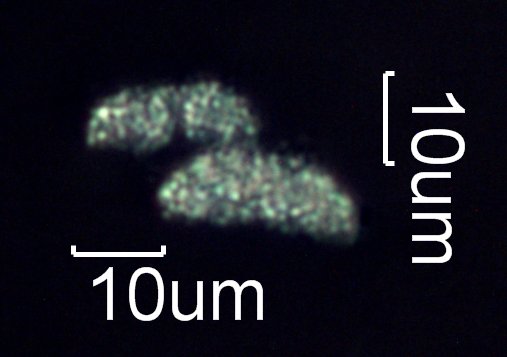 Eucalyptus Phytoliths