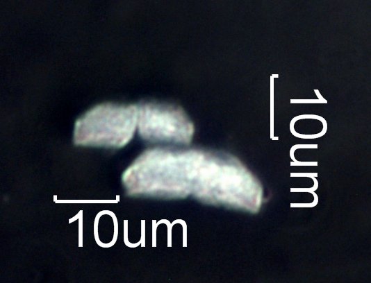 Eucalyptus Phytoliths