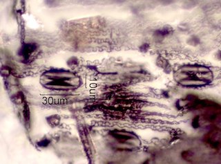Sand Fire Particles