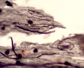 Sand Fire Particles