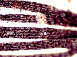Sand Fire Particles