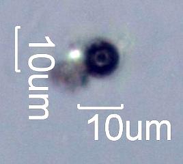 Magnetite Sphere
