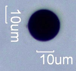 Nigrospora