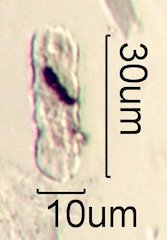 Phytolith