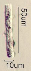 Phytolith