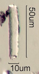 Phytolith