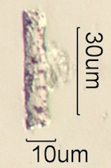 Phytolith