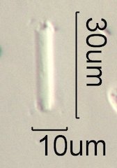 Phytolith