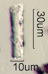 Phytolith