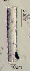 Phytolith
